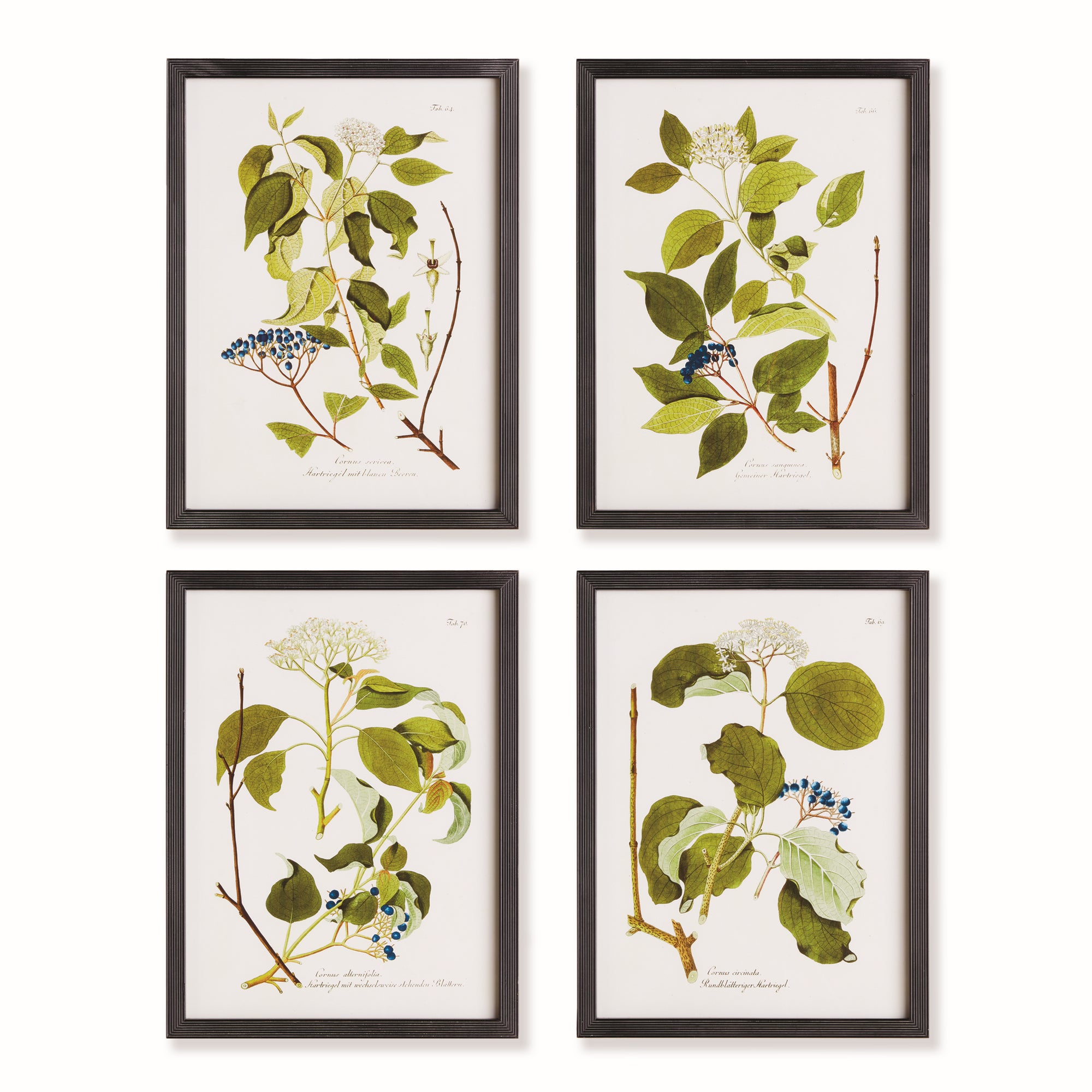 Floral And Berry Study, Set Of 4