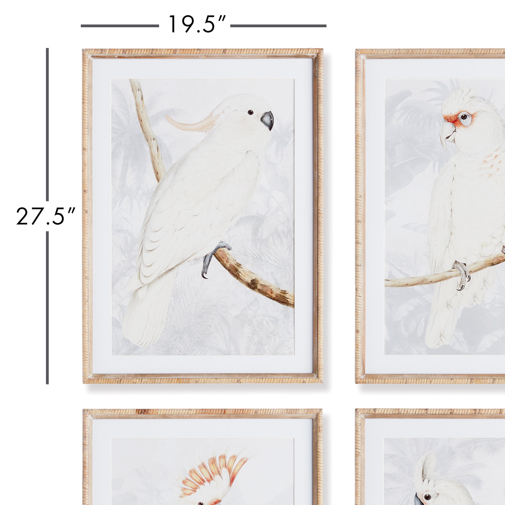 White Cockatoo Prints, Set Of 4 - View 3