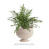 Burma Rattan Footed Cachepot - View 5