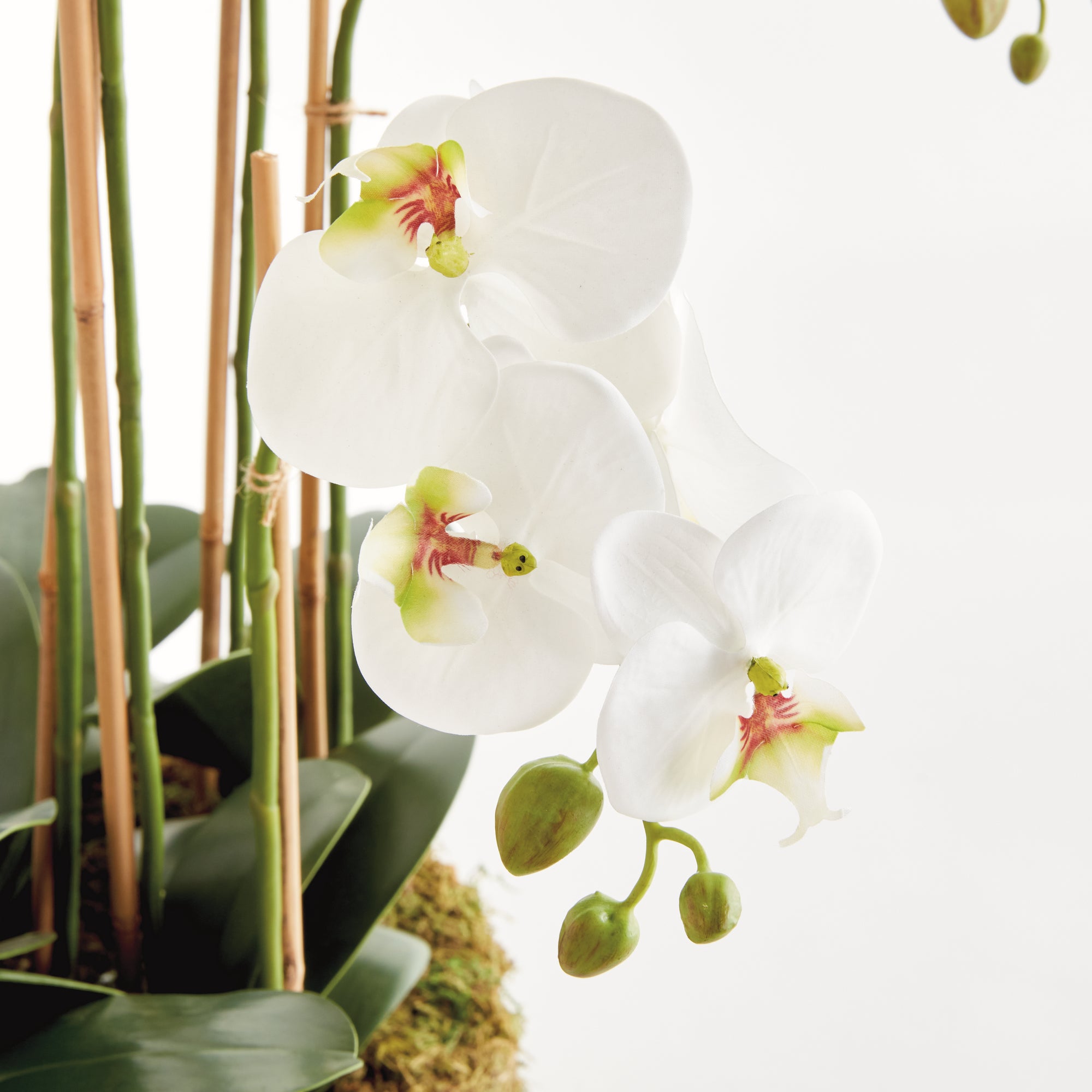 Phalaenopsis Orchid Bowl Drop-In 35" - View 4