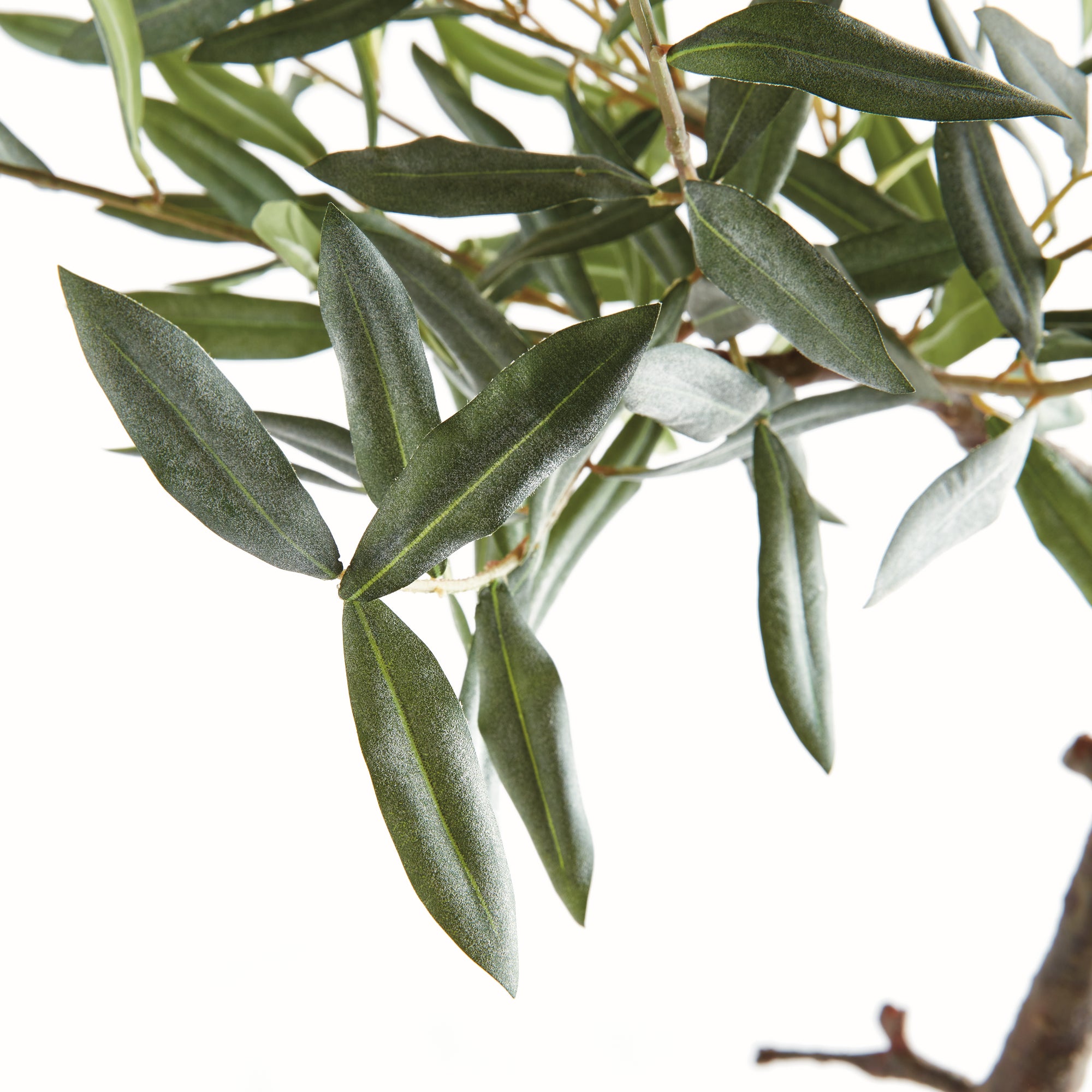 Olive Tree Drop-In 40" - View 4