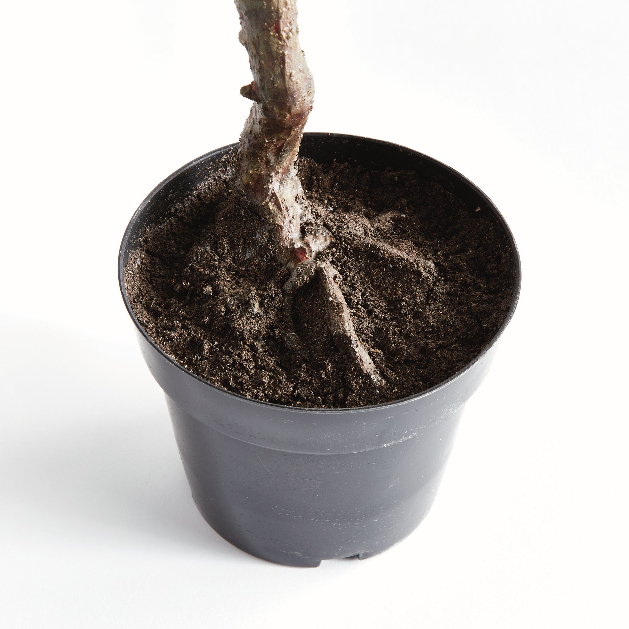 Olive Tree Drop-In 40" - View 5