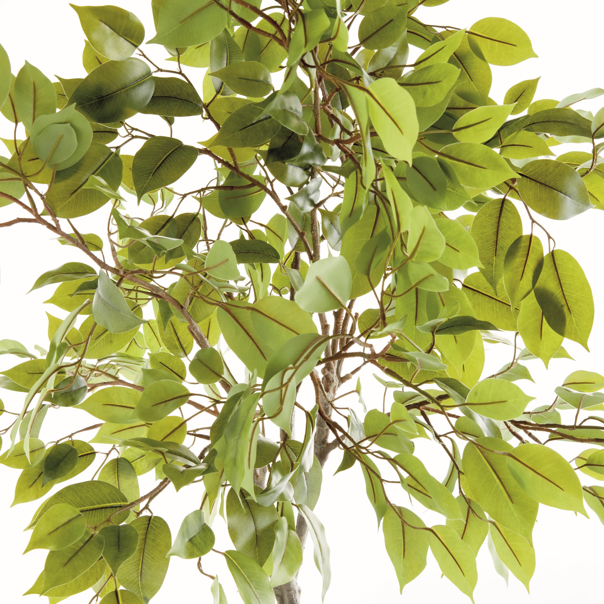 Ficus Tree Drop-In 51" - View 2