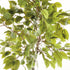 Ficus Tree Drop-In 51" - View 2