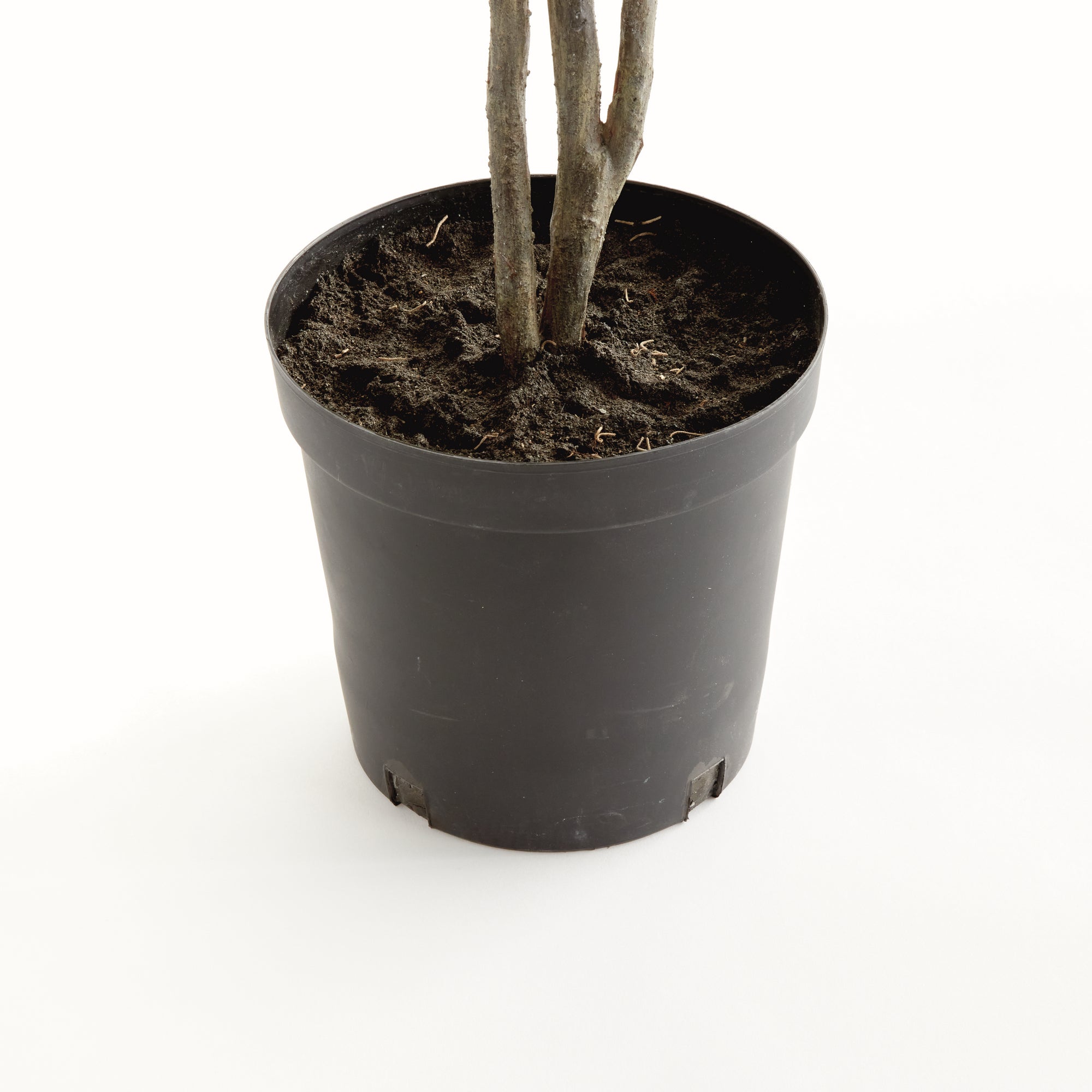 Ficus Tree Drop-In 51" - View 4