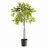 Ficus Tree Drop-In 51"