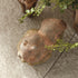 WEATHERED GARDEN SQUIRREL - view 7