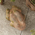 WEATHERED GARDEN FROG - view 7