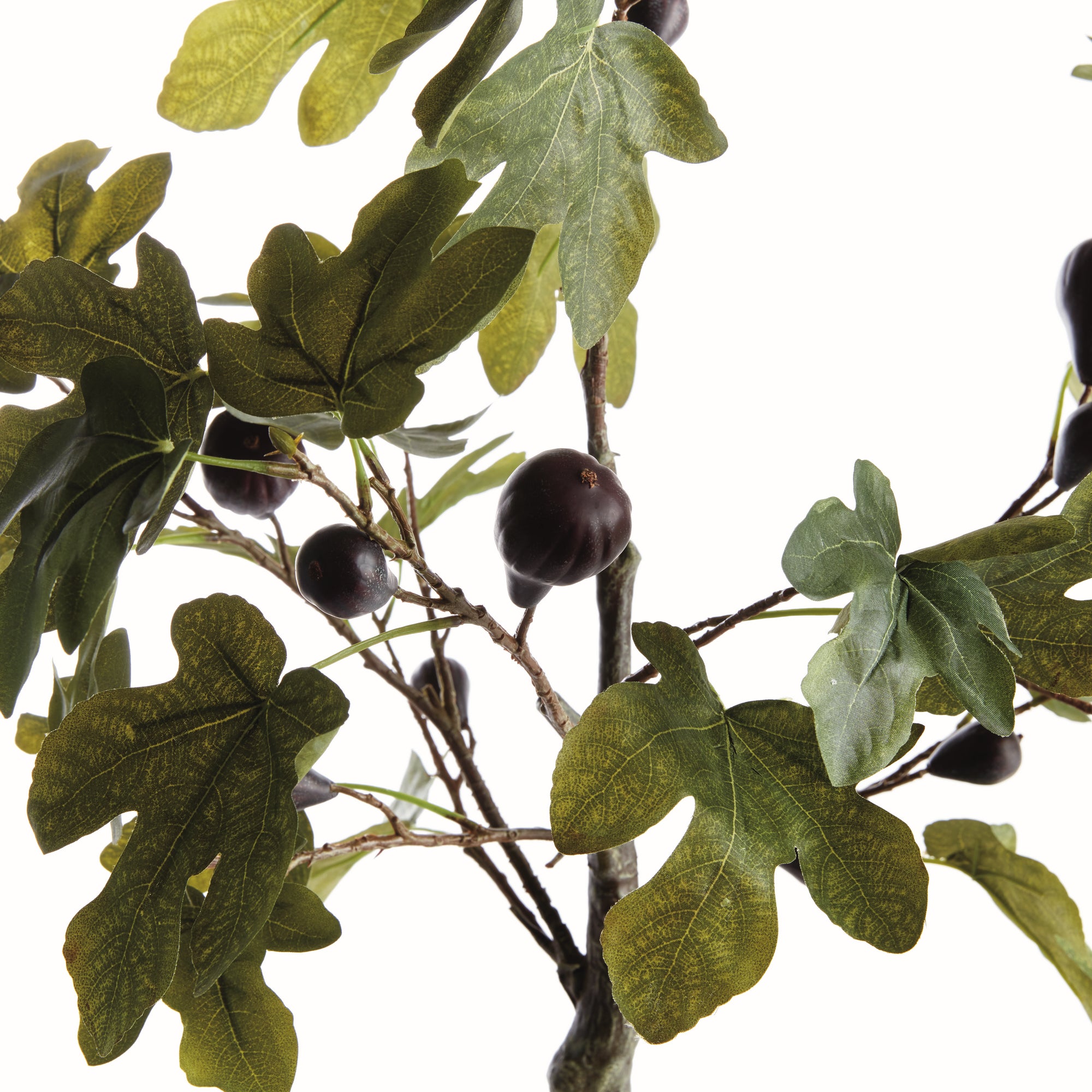Fig Tree With Figs Potted Drop-In 34" - View 2