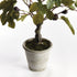 Fig Tree With Figs Potted Drop-In 34" - View 3