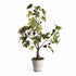 Fig Tree With Figs Potted Drop-In 34"