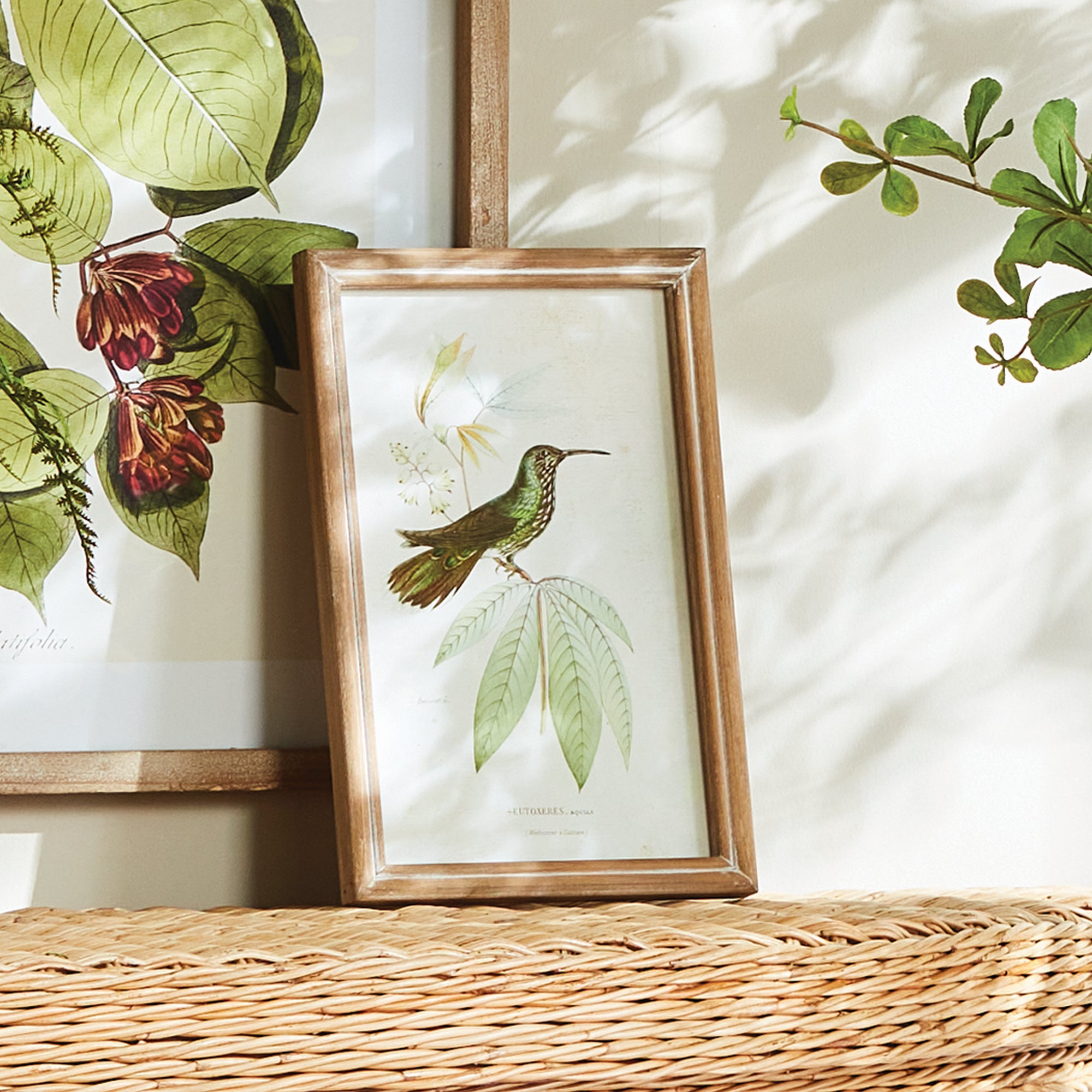 HUMMINGBIRDS IN BLOOMS STUDY, SET OF 8 - view 5