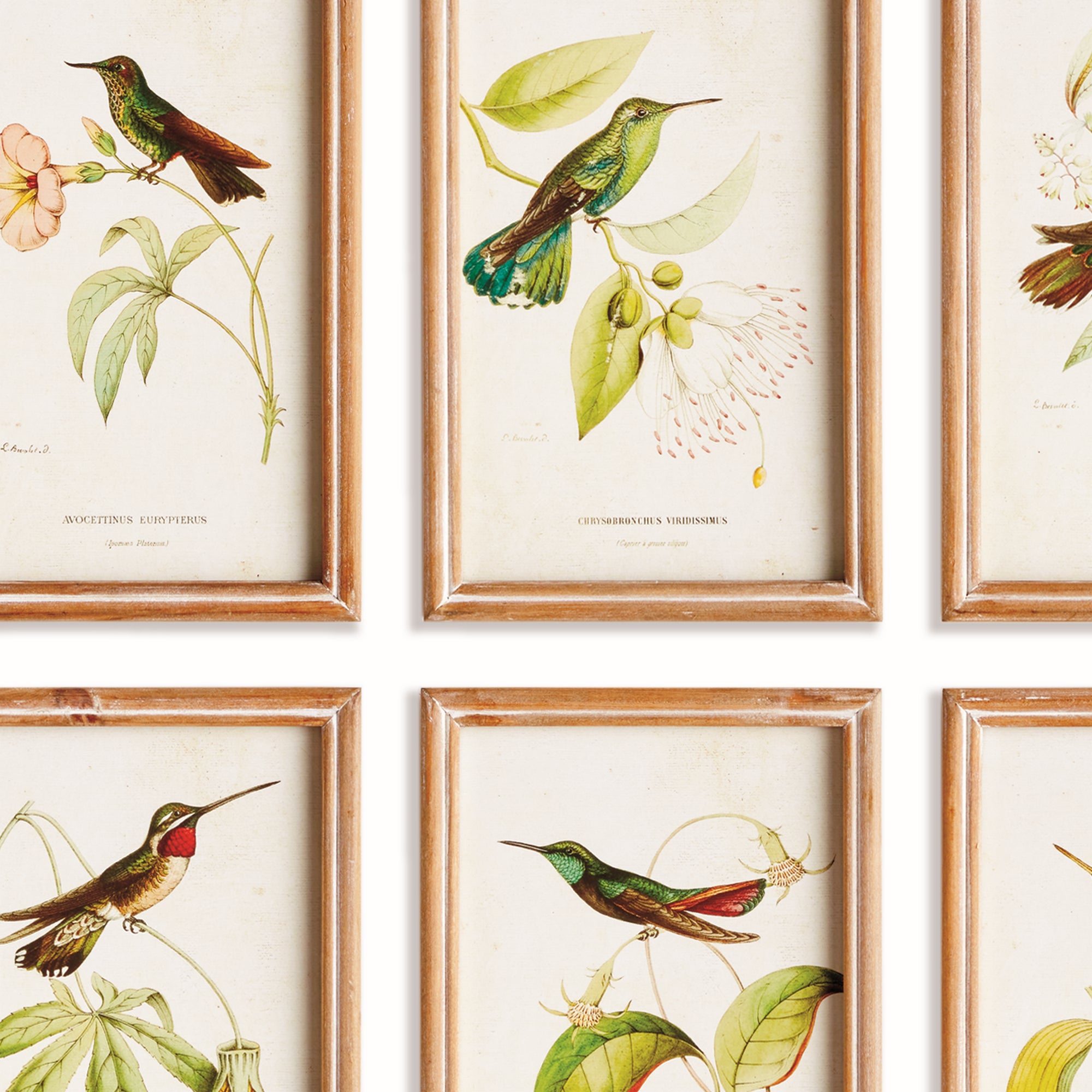 HUMMINGBIRDS IN BLOOMS STUDY, SET OF 8 - view 2