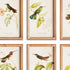 HUMMINGBIRDS IN BLOOMS STUDY, SET OF 8 - view 2