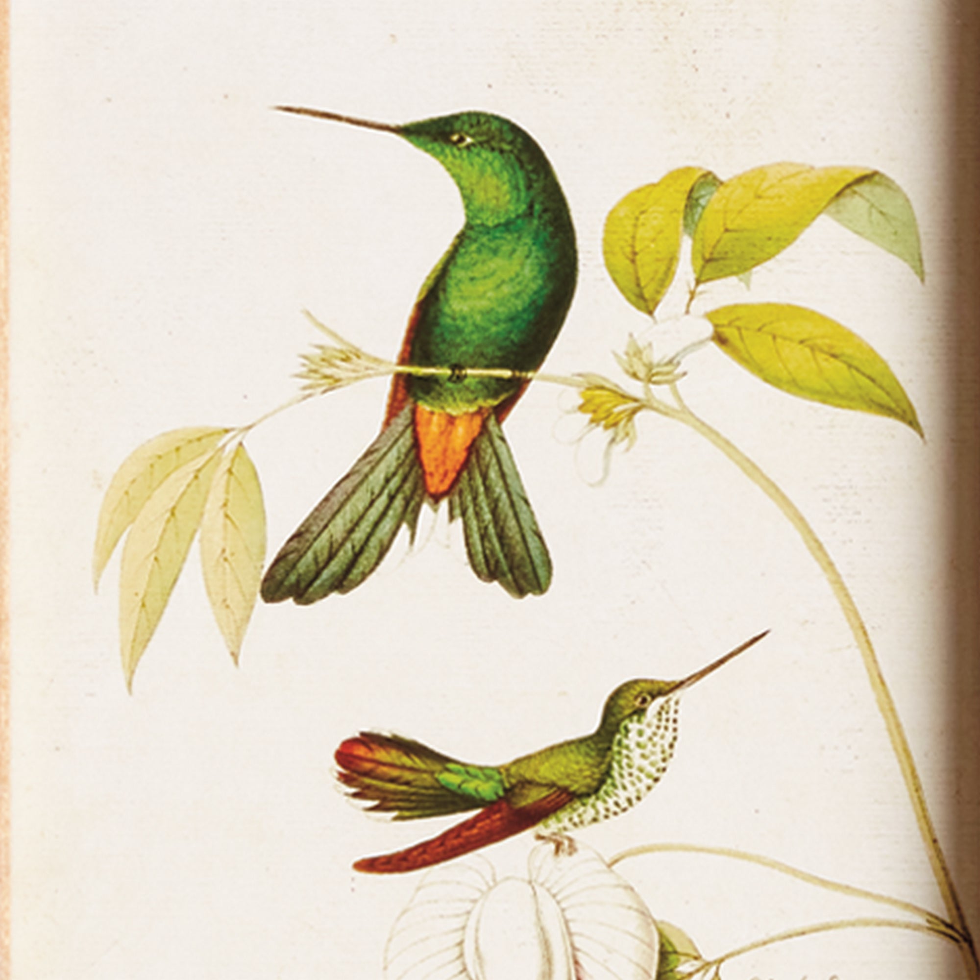 HUMMINGBIRDS IN BLOOMS STUDY, SET OF 8 - view 3