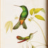 HUMMINGBIRDS IN BLOOMS STUDY, SET OF 8 - view 3