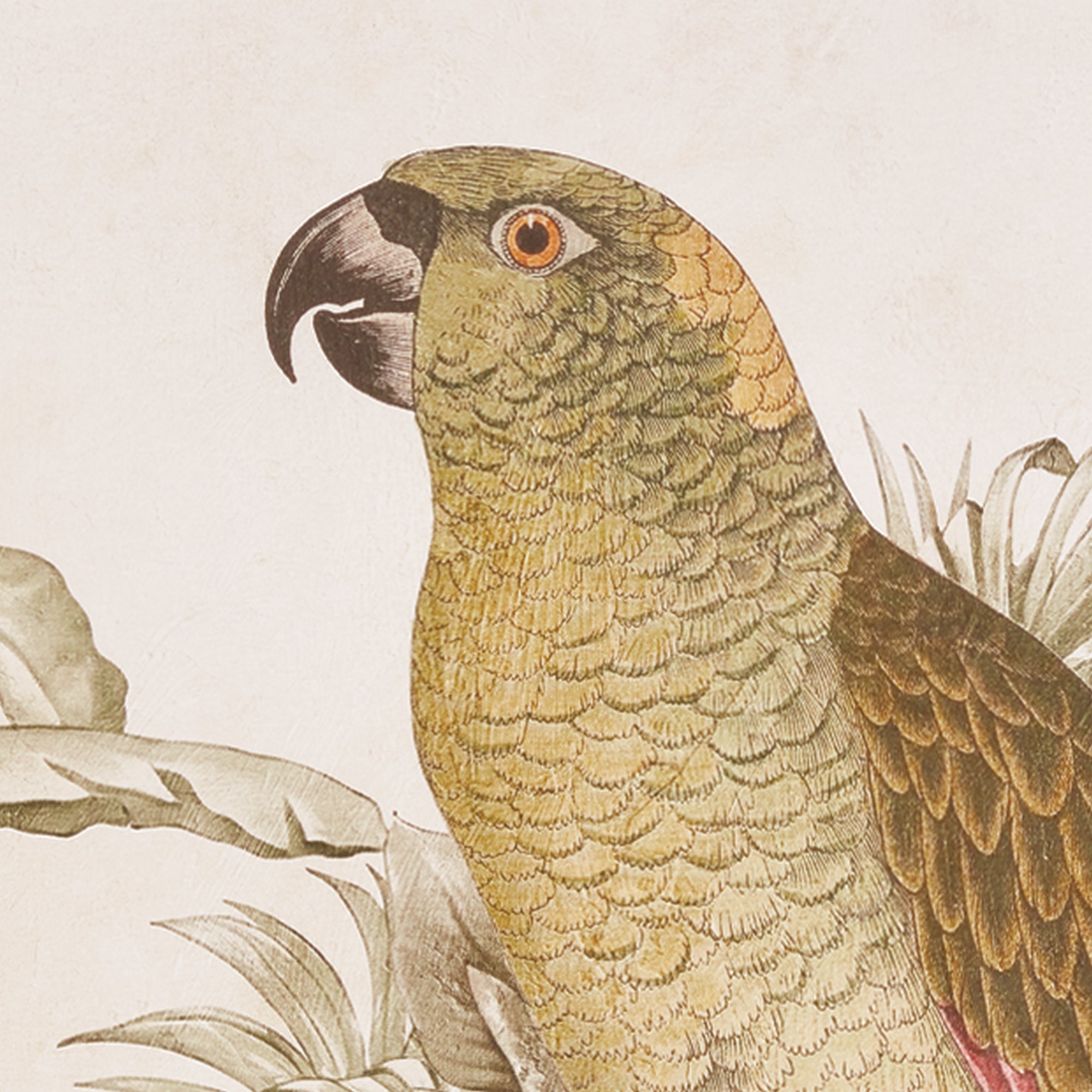 TROPICAL PARROT PRINTS, SET OF 2 - view 2