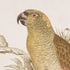 TROPICAL PARROT PRINTS, SET OF 2 - view 2