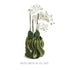 CALLISTA VASE LARGE - view 9