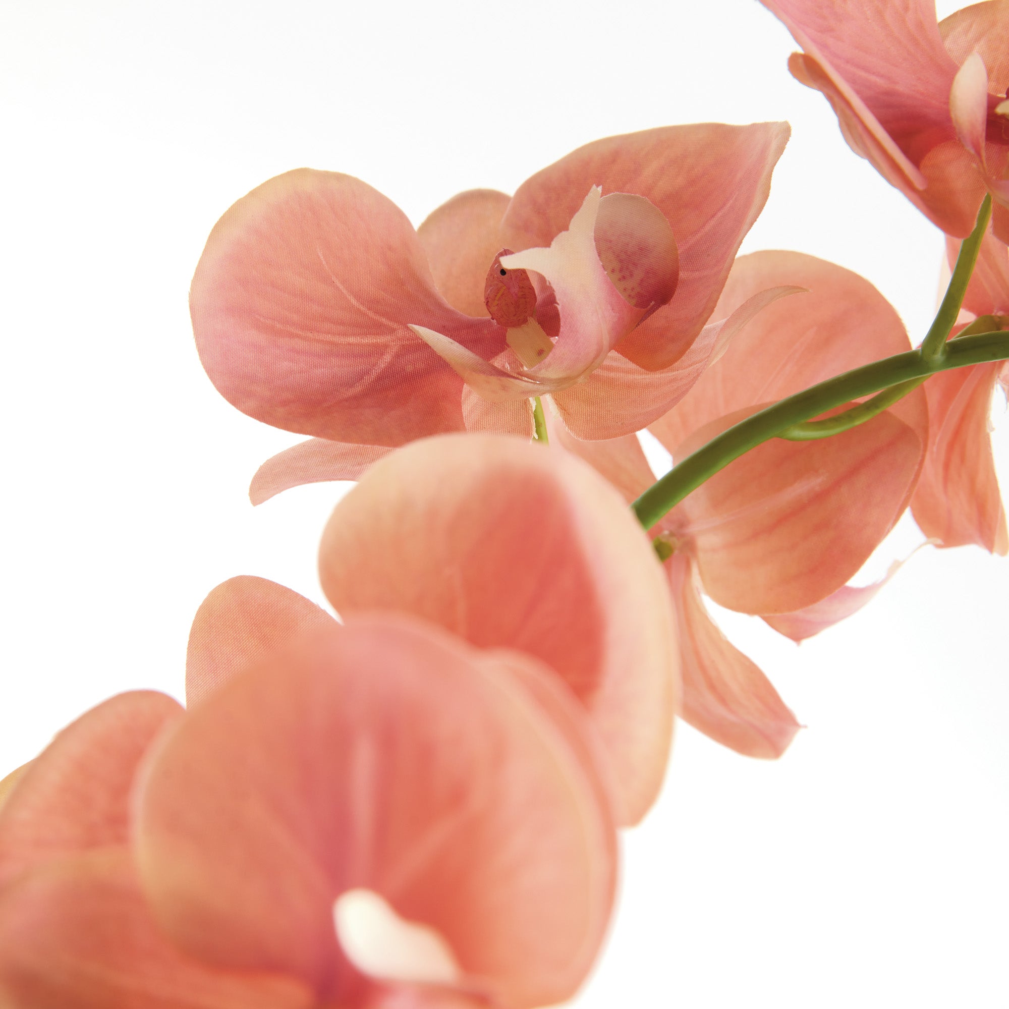 Phalaenopsis Orchid Drop-In 23" - View 2