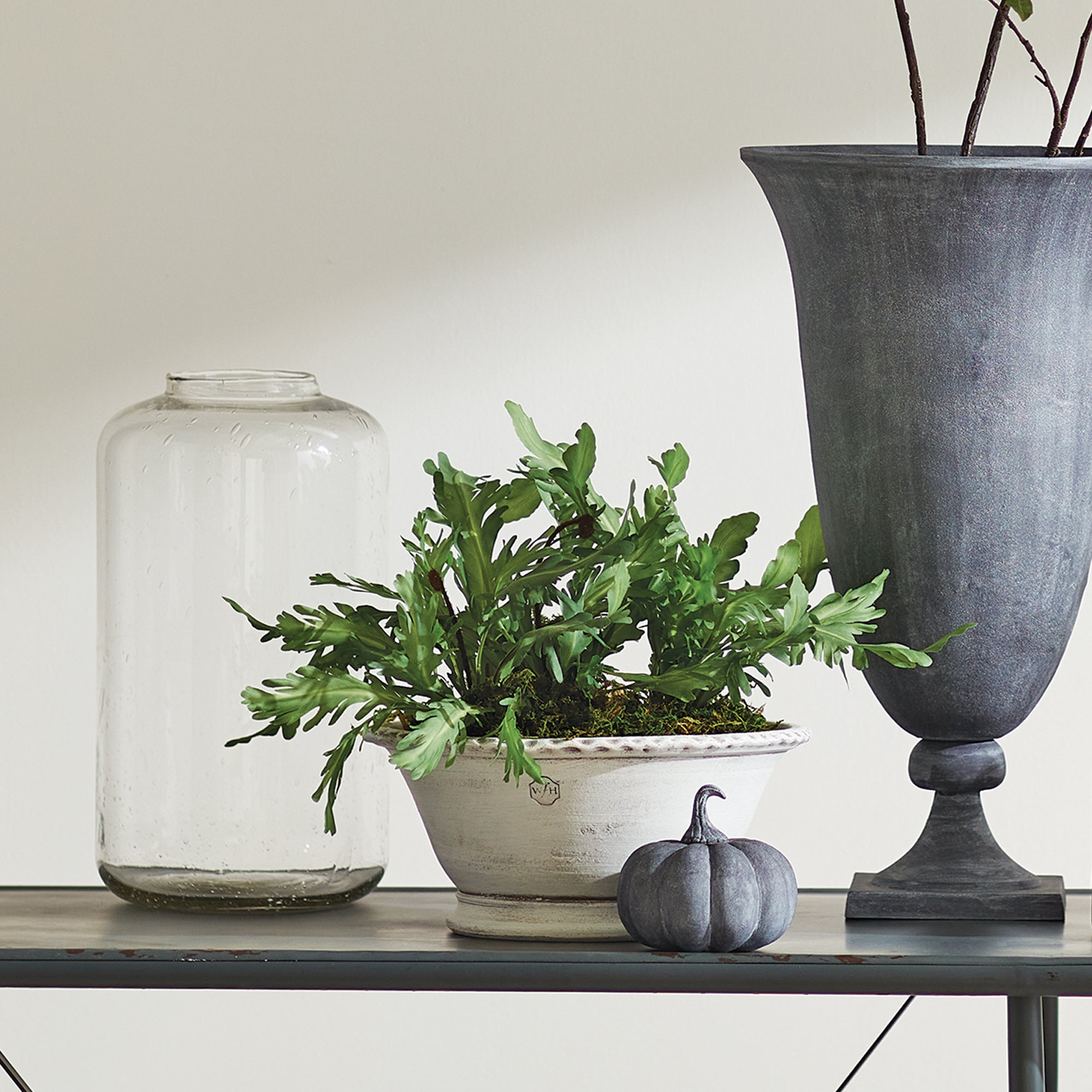 Birds Nest Fern Drop-In 13.5 - View 5