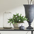 Birds Nest Fern Drop-In 13.5 - View 5
