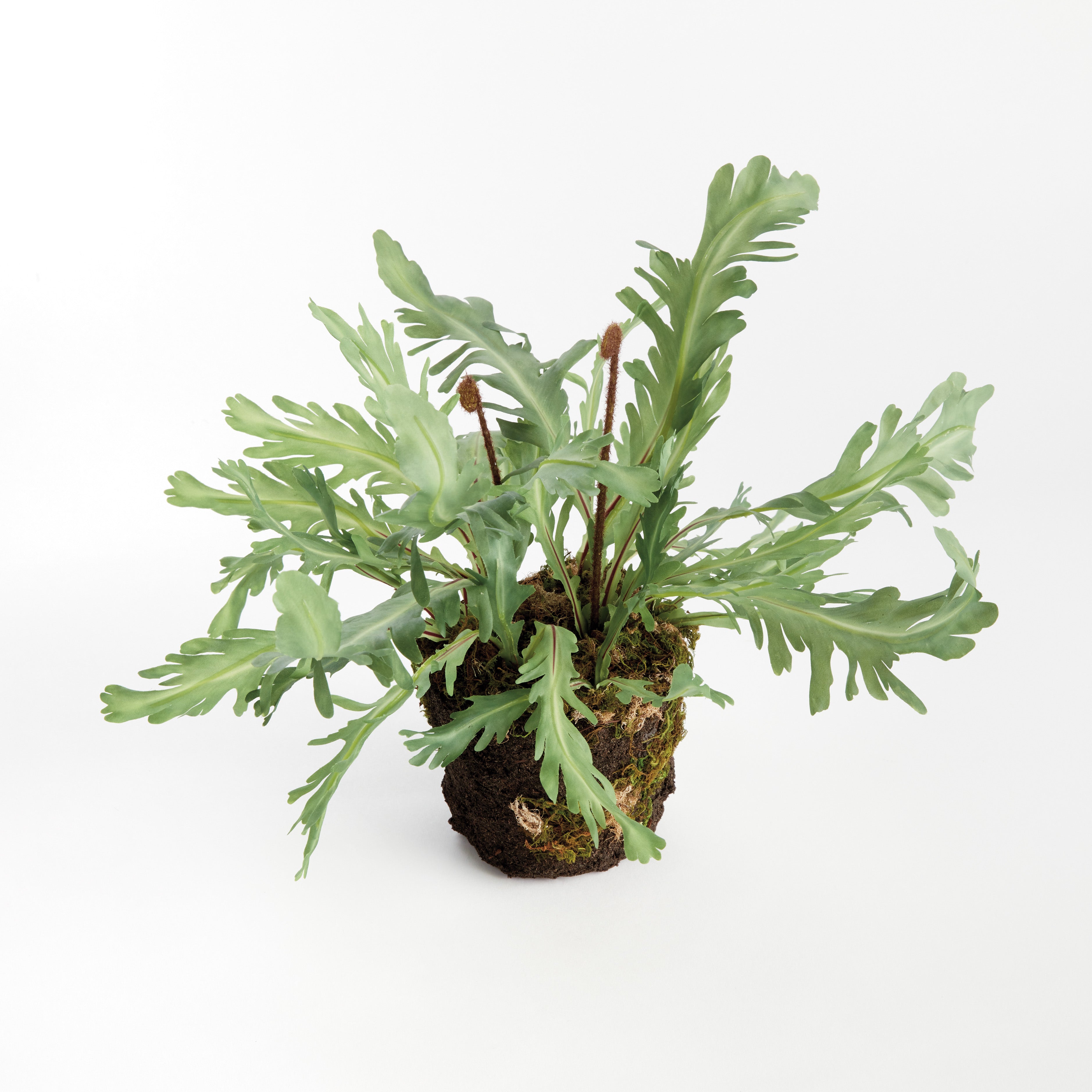 Birds Nest Fern Drop-In 13.5 - View 2