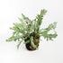 Birds Nest Fern Drop-In 13.5 - View 2