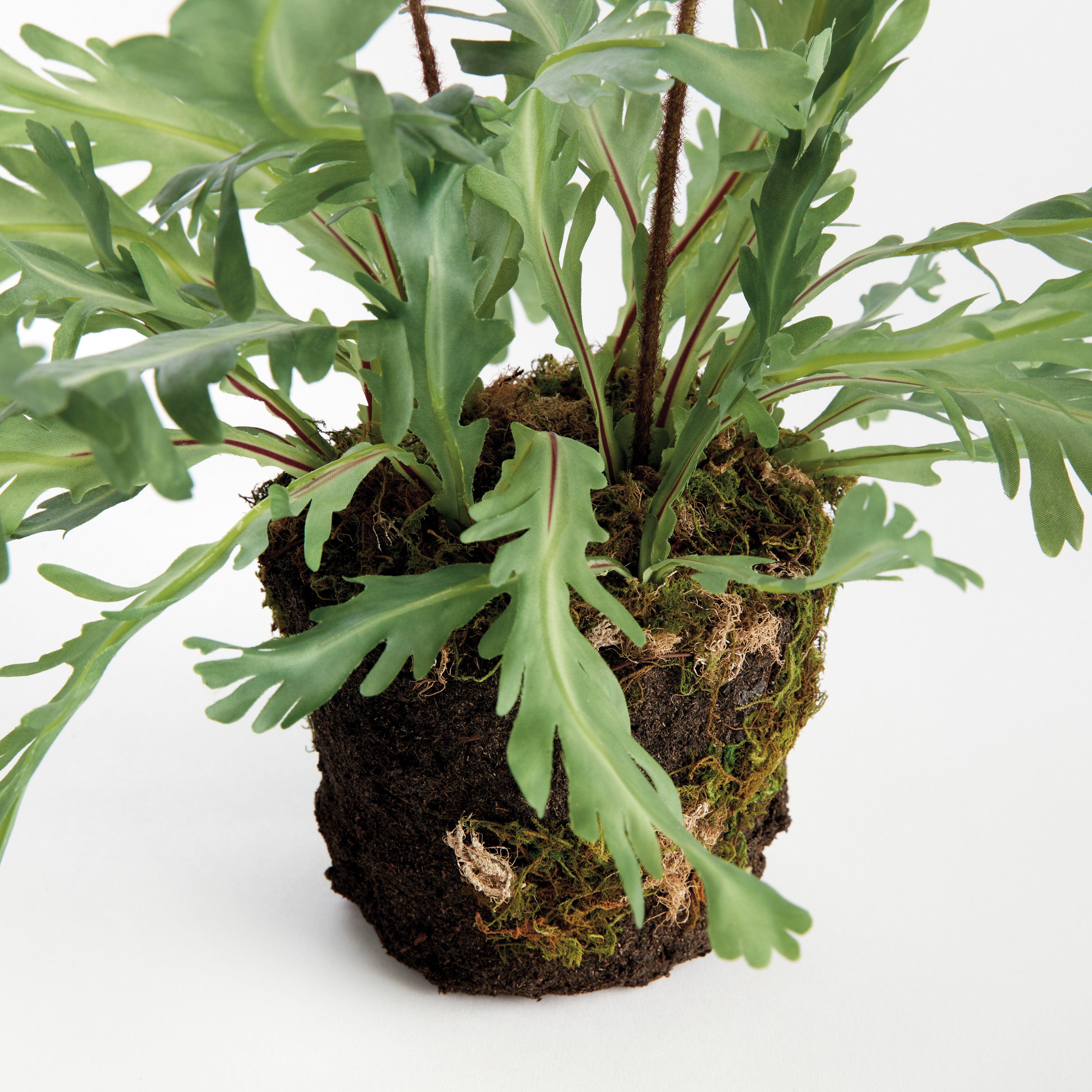 Birds Nest Fern Drop-In 13.5 - View 3
