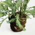 Birds Nest Fern Drop-In 13.5 - View 3