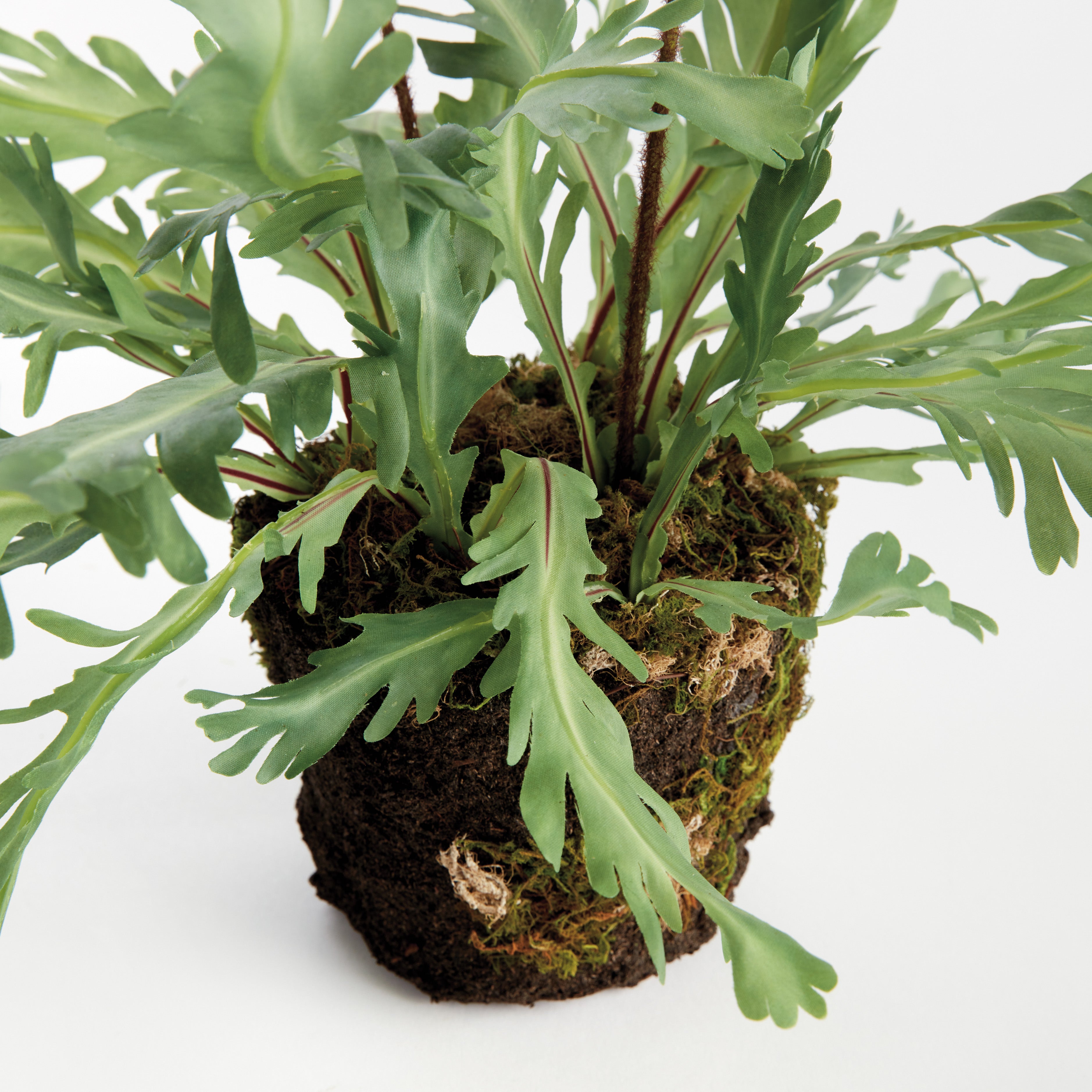 Birds Nest Fern Drop-In 13.5 - View 4
