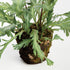 Birds Nest Fern Drop-In 13.5 - View 4