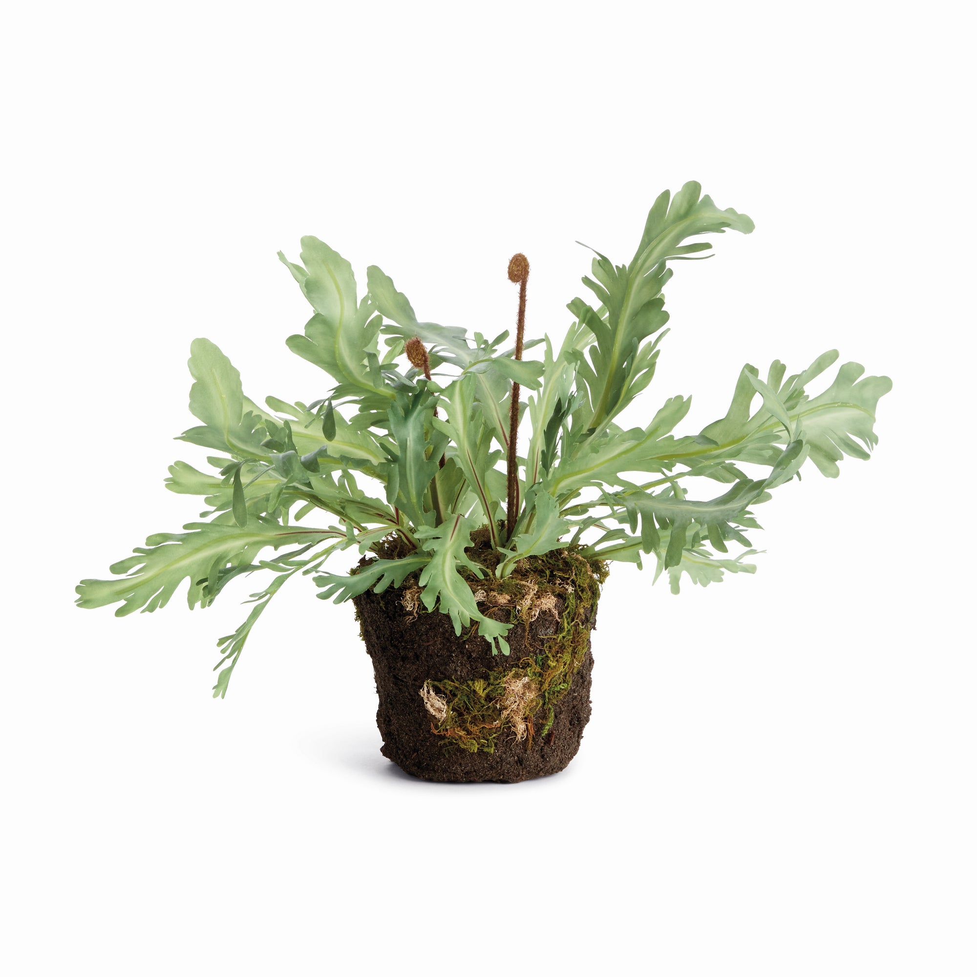 Birds Nest Fern Drop-In 13.5