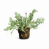 Birds Nest Fern Drop-In 13.5