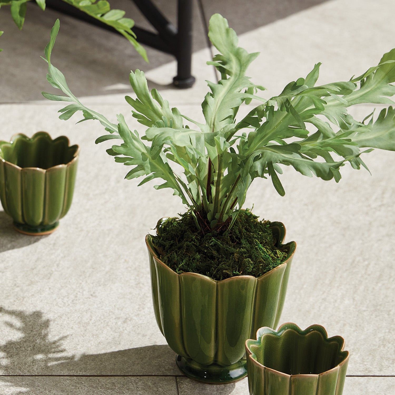 Birds Nest Fern Drop-In 9 - View 3