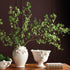 SHADY LADY BLACK OLIVE STEMS 28", SET OF 4 - view 4
