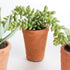 Potted Succulents 8.5", Set Of 6 - View 3