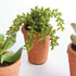 Potted Succulents 8.5", Set Of 6 - View 4
