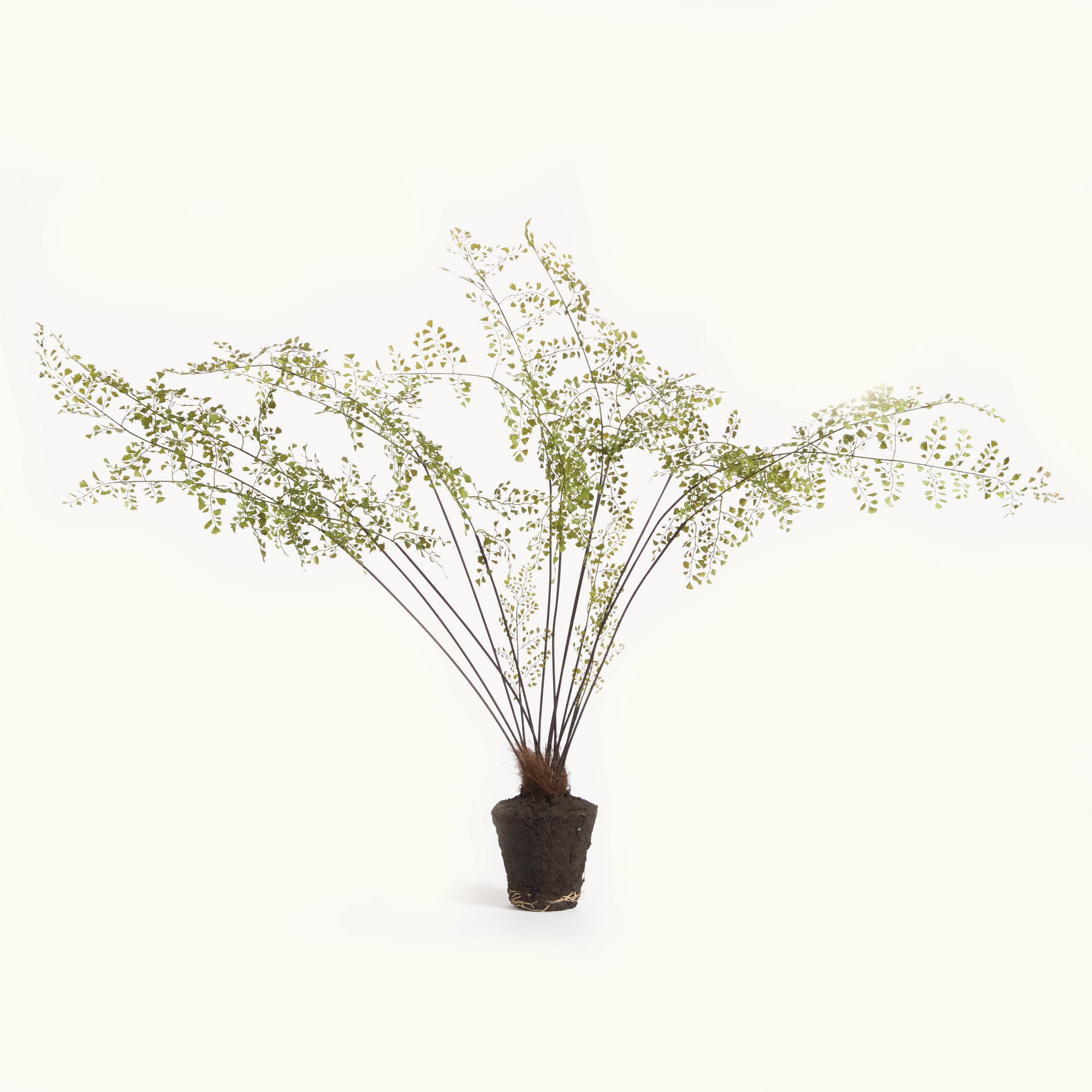 MAIDENHAIR DROP-IN 44"
