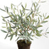 Olive Tree Drop-In 26" - View 2