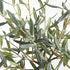Olive Tree Drop-In 26" - View 3