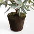 Olive Tree Drop-In 26" - View 4