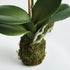 Phalaenopsis Orchid Drop-In 15" St/2 - View 4