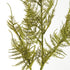 PLUMOSA STEMS, SET OF 6 - view 2