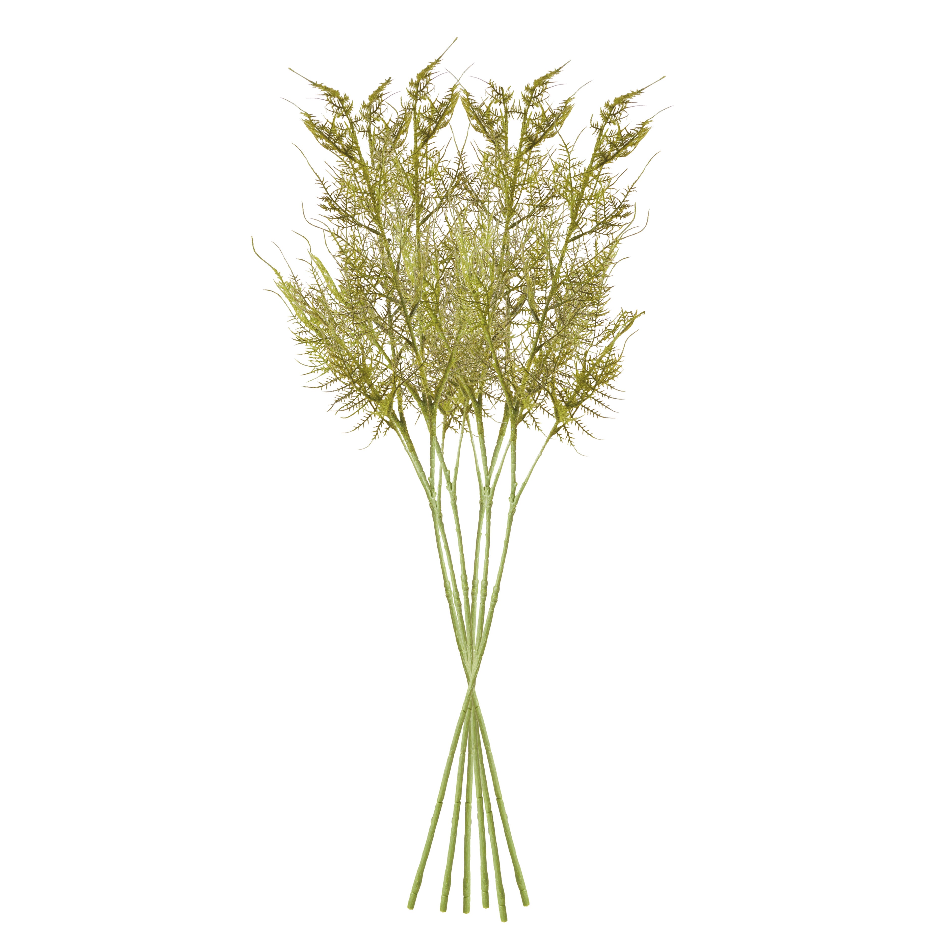 Plumosa Stems, Set Of 6 - View 3