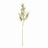 Plumosa Stems, Set Of 6