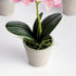 Mini Phalaenopsis Orchids Potted 9", Set Of 4 - View 2