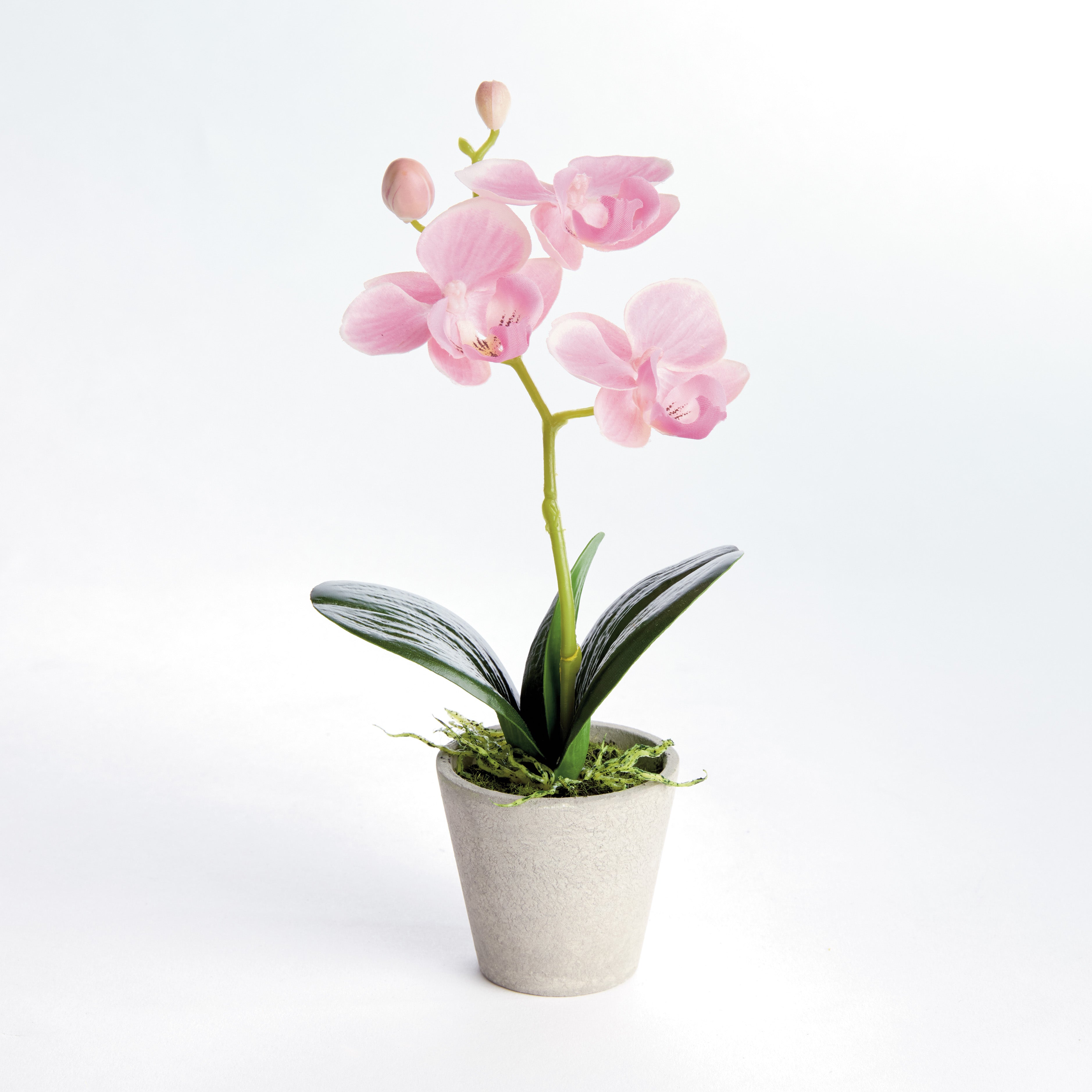 Mini Phalaenopsis Orchids Potted 9", Set Of 4 - View 3