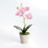 Mini Phalaenopsis Orchids Potted 9", Set Of 4 - View 3
