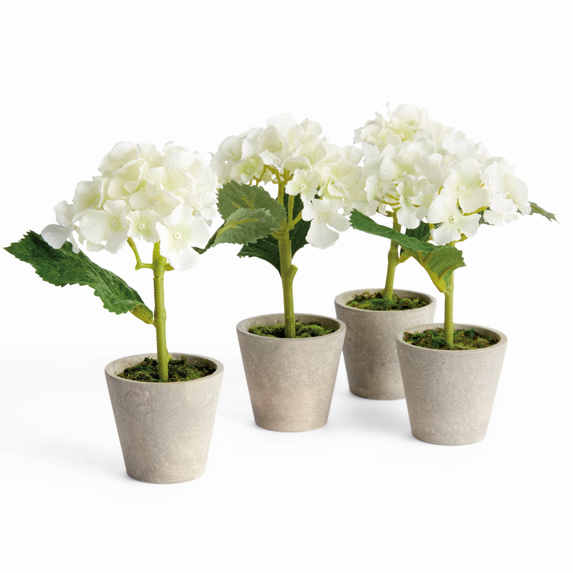 Mini Hydrangea Potted 8", Set Of 4